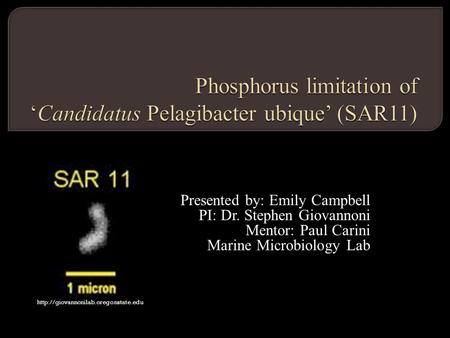 Presented by: Emily Campbell PI: Dr. Stephen Giovannoni Mentor: Paul Carini Marine Microbiology Lab