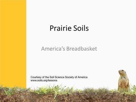 Prairie Soils America’s Breadbasket. Most of OUR FOOD comes from the Prairies! Including corn, wheat and soybeans… Can you think of things that are made.