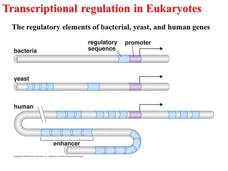 Transcriptional regulation in Eukaryotes The regulatory elements of bacterial, yeast, and human genes.