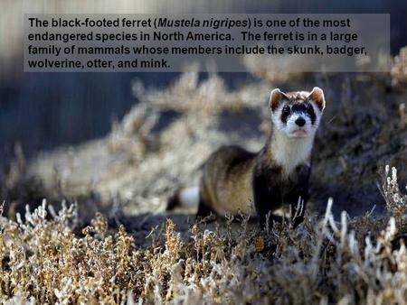 The black-footed ferret (Mustela nigripes) is one of the most endangered species in North America. The ferret is in a large family of mammals whose members.