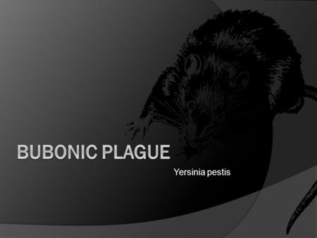 Yersinia pestis. What is the Plague? Disease Causing Agent  Gram negative, rod shaped bacteria  Yersinia pestis  Facultative anaerobe  Discovered.
