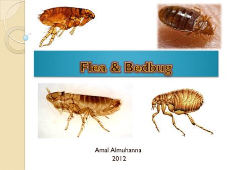 Amal Almuhanna 2012. Bed bugs (Cimex lectularius) Bedbugs are parasitic i nsects that feed on blood and prefer human blood, but will also feed on chickens.