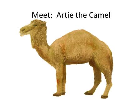 Meet: Artie the Camel Artie is what we call a unicameral camel…he has ONE hump on his back.