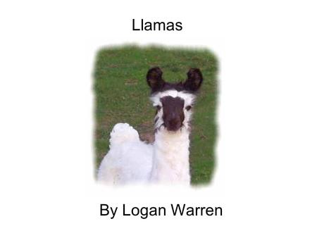 Llamas By Logan Warren. Llamas are found in South America, including Southern Peru, Bolivia, and Northern Argentina.