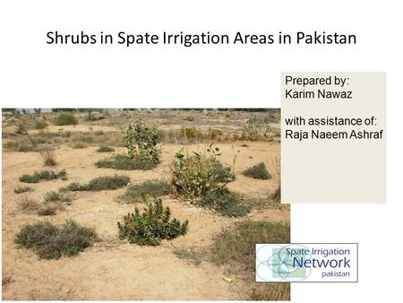 Shrubs in Spate Irrigation Areas in Pakistan Prepared by: Karim Nawaz with assistance of: Raja Naeem Ashraf.
