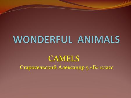 CAMELS Старосельский Александр 5 «Б» класс I want to tell about this interesting animal – a camel. A camel is a long-legged animal with a big body, a.