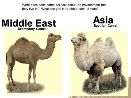 Dromedary Camel Bactrian Camel Middle East Asia What does each camel tell you about the environment that they live in? What can you infer about each climate?