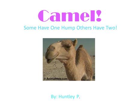 Some Have One Hump Others Have Two!