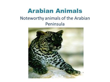 Arabian Animals Noteworthy animals of the Arabian Peninsula.