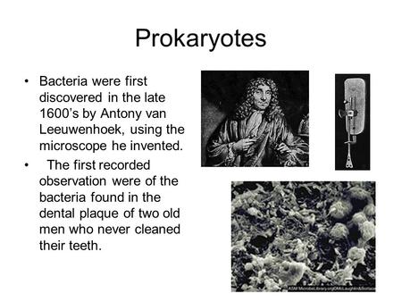 Prokaryotes Bacteria were first discovered in the late 1600’s by Antony van Leeuwenhoek, using the microscope he invented. The first recorded observation.