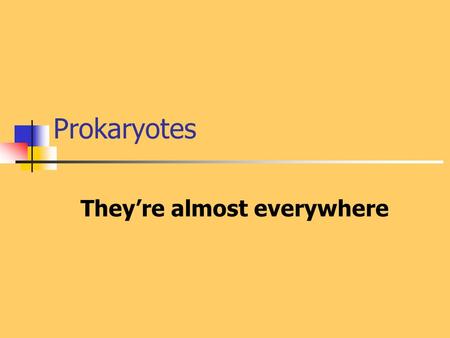 Prokaryotes They’re almost everywhere. Prokaryotes were the first organism and persist today as the most numerous and pervasive of all living things.