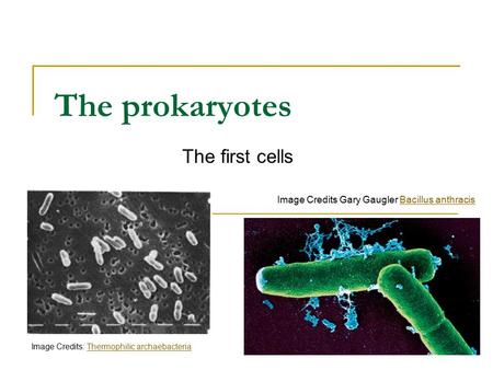 The prokaryotes The first cells Image Credits Gary Gaugler Bacillus anthracisBacillus anthracis Image Credits: Thermophilic archaebacteriaThermophilic.