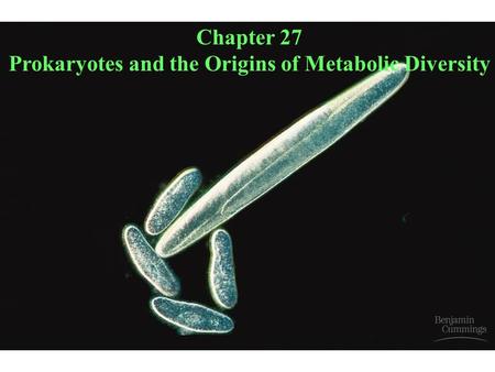 Chapter 27 Prokaryotes and the Origins of Metabolic Diversity.