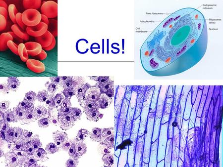 Cells!.