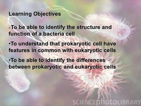 Learning Objectives To be able to identify the structure and function of a bacteria cell To be able to identify the structure and function of a bacteria.