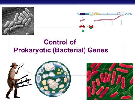 AP Biology 2007-2008 Control of Prokaryotic (Bacterial) Genes.