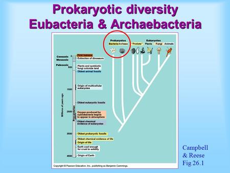 Prokaryotic diversity Eubacteria & Archaebacteria Campbell & Reese Fig 26.1.