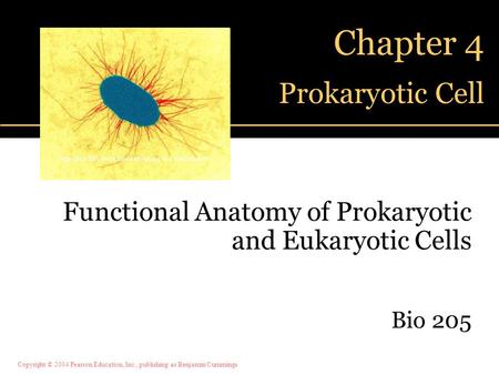 Chapter 4 Prokaryotic Cell