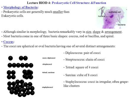 Lecture BIOD 4: Prokaryotic Cell Structure &Function Morphology of Bacteria: - Prokaryotic cells are generally much smaller than Eukaryotic cells. - Although.