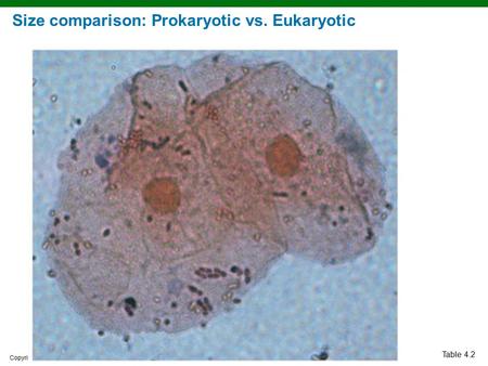 Copyright © 2010 Pearson Education, Inc. Table 4.2 Size comparison: Prokaryotic vs. Eukaryotic.