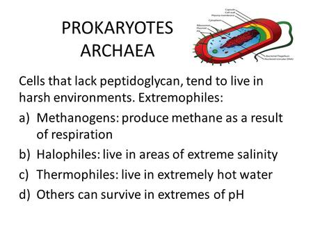 PROKARYOTES ARCHAEA Cells that lack peptidoglycan, tend to live in harsh environments. Extremophiles: Methanogens: produce methane as a result of respiration.