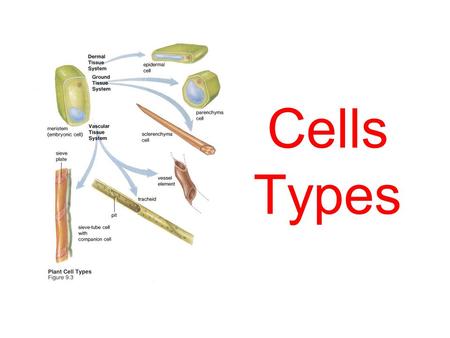 Cells Types. So what type of cells are there? Plant & Animal Cells This is a plant cell.