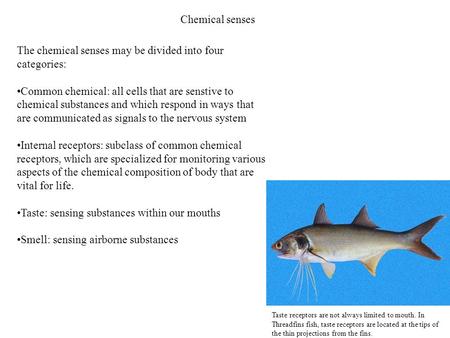 Chemical senses The chemical senses may be divided into four categories: Common chemical: all cells that are senstive to chemical substances and which.