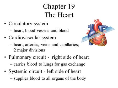 Chapter 19 The Heart Circulatory system Cardiovascular system