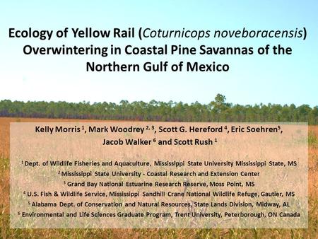 Ecology of Yellow Rail (Coturnicops noveboracensis) Overwintering in Coastal Pine Savannas of the Northern Gulf of Mexico Kelly Morris 1, Mark Woodrey.