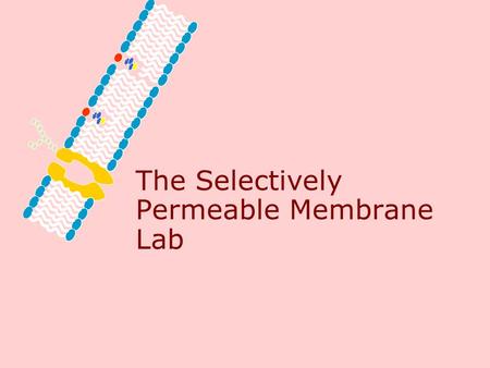 The Selectively Permeable Membrane Lab Problem What does selectively permeable mean?