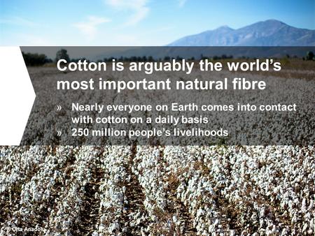 Cotton is arguably the world’s most important natural fibre »Nearly everyone on Earth comes into contact with cotton on a daily basis »250 million people’s.