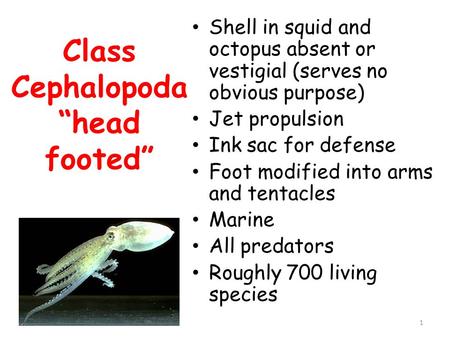 Class Cephalopoda “head footed” Shell in squid and octopus absent or vestigial (serves no obvious purpose) Jet propulsion Ink sac for defense Foot modified.