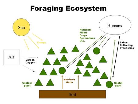Soil Nutrients Water Sun Air Energy Carbon, Oxygen Humans Labor: Collecting Processing Useful plant Useless plant Foraging Ecosystem Nutrients Fibers Drugs.