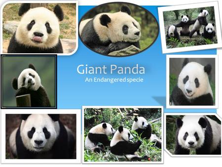 Giant Panda An Endangered specie.
