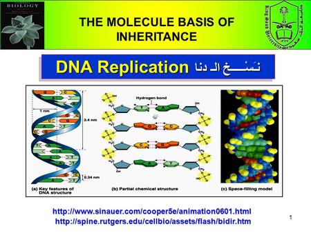 1 DNA Replication نـَسْـــــخ الـ دنا THE MOLECULE BASIS OF INHERITANCE