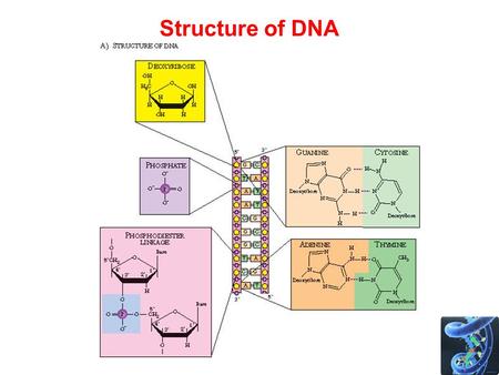 Structure of DNA. Polymerase Chain Reaction - PCR PCR amplifies DNA –Makes lots and lots of copies of a few copies of DNA –Can copy different lengths.
