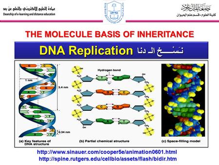 DNA Replication نـَسْـــــخ الـ دنا THE MOLECULE BASIS OF INHERITANCE