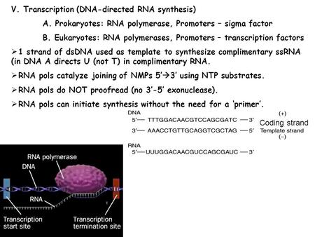 V. Transcription (DNA-directed RNA synthesis) A. Prokaryotes: RNA polymerase, Promoters – sigma factor B. Eukaryotes: RNA polymerases, Promoters – transcription.