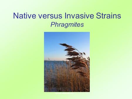 Native versus Invasive Strains Phragmites upload.wikimedia.org.