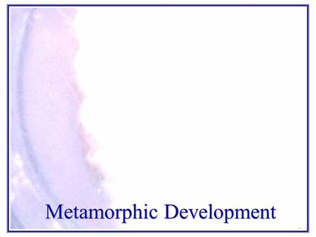 Metamorphic Development. Metamorphic Development of the Corn Earworm through the Eyes of Sixth Graders Presented By Amanda Gough, Hannah Kovar, Josef.