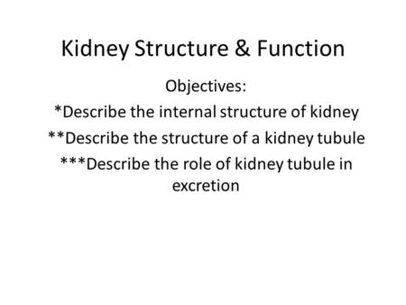 Kidney Structure & Function