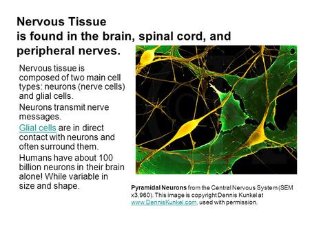 Nervous Tissue is found in the brain, spinal cord, and peripheral nerves. Nervous tissue is composed of two main cell types: neurons (nerve cells) and.