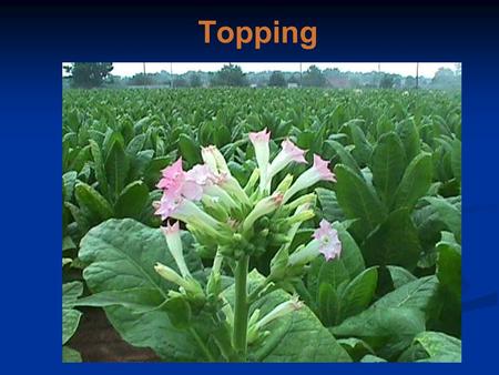 Topping. Question 1 Why do plants have leaves? As a store for seed production.
