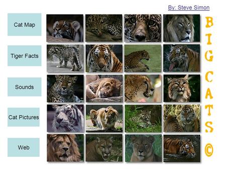 Cat Map Tiger Facts Sounds Cat Pictures Web By: Steve Simon.