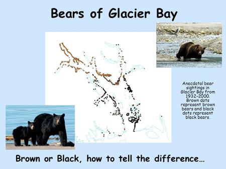 Bears of Glacier Bay Anecdotal bear sightings in Glacier Bay from 1932-2000. Brown dots represent brown bears and black dots represent black bears. Brown.