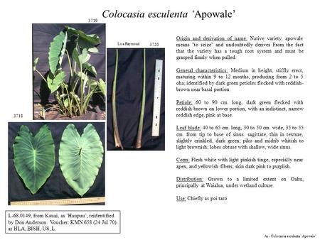 3718 3719 3720 Lisa Raymond Colocasia esculenta ‘Apowale’ L-68.0149, from Kauai, as `Haupuu’, reidentified by Don Anderson. Voucher: KMN 658 (24 Jul 70)