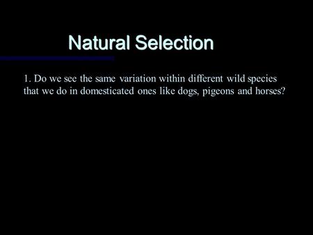 Natural Selection 1. Do we see the same variation within different wild species that we do in domesticated ones like dogs, pigeons and horses?