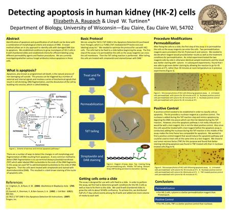 Detecting apoptosis in human kidney (HK-2) cells Elizabeth A. Raupach & Lloyd W. Turtinen* Department of Biology, University of Wisconsin—Eau Claire, Eau.
