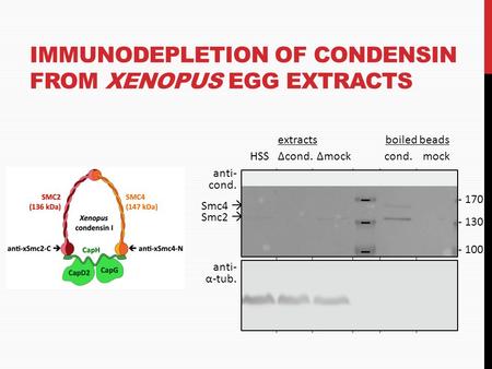 IMMUNODEPLETION OF CONDENSIN FROM XENOPUS EGG EXTRACTS HSSΔcond.Δmockmock boiled beadsextracts cond. anti- cond. anti- α-tub. - 170 - 130 - 100 Smc2 