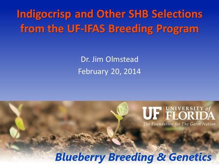 Indigocrisp and Other SHB Selections from the UF-IFAS Breeding Program